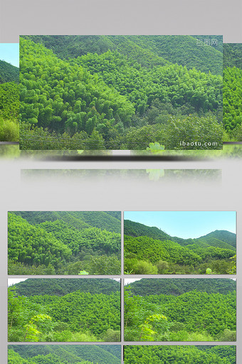 自然绿色临安竹海实拍图片
