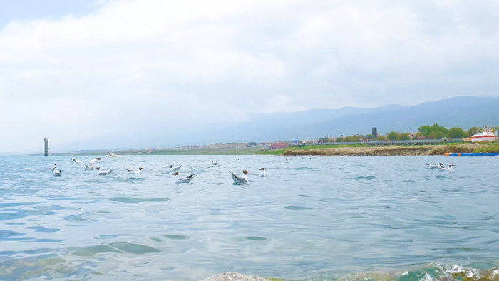 风景青海湖海鸥候鸟4K实拍