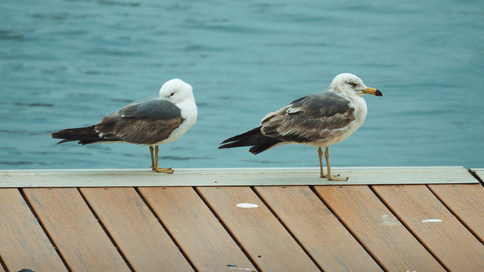自然简约海鸥停在甲板上鸟类动物实拍