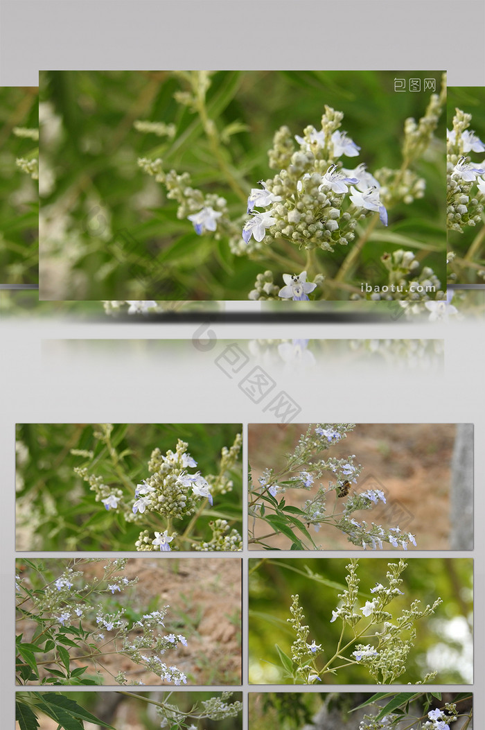 自然简约植物牡荆实拍素材特写