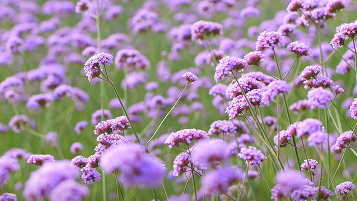 实拍紫色花丛随风飘动温暖治愈视频素材