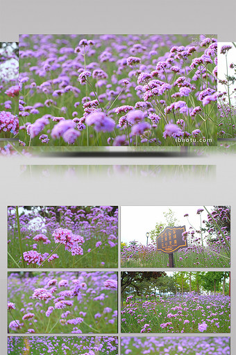 实拍紫色花丛随风飘动温暖治愈视频素材图片