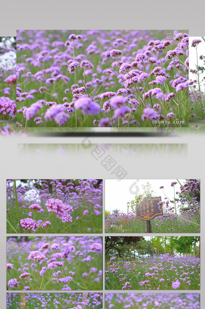 实拍紫色花丛随风飘动温暖治愈视频素材