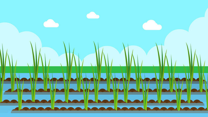 农田生活水稻场景动图GIF