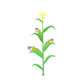 植物玉米动图GIF