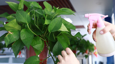 人文唯美绿植浇水实拍