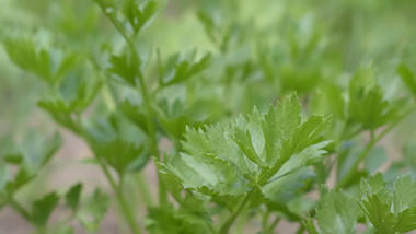 行业职业简约大气三农芹菜实拍素材