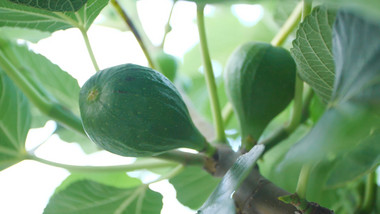 温暖夏日实拍无花果树果实视频素材