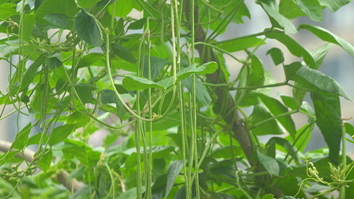 自然农产品豇豆实拍