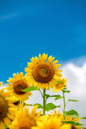 夏日蓝天下向日葵绽放夏季蓝天下向日葵绽放扁平节日烟花绽放动图gif