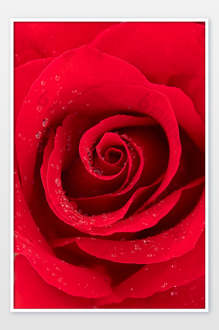 红玫瑰水珠创意花朵情人节海报
