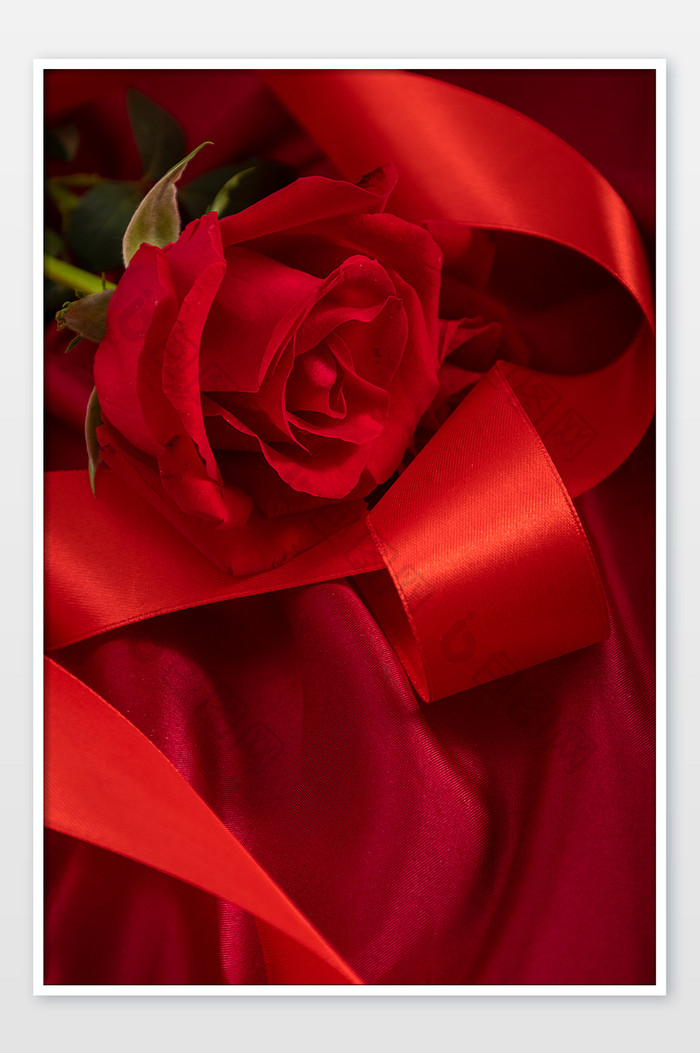 情人节丝带玫瑰红色背景