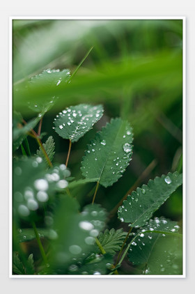 夏季雨后小草野草落上水珠