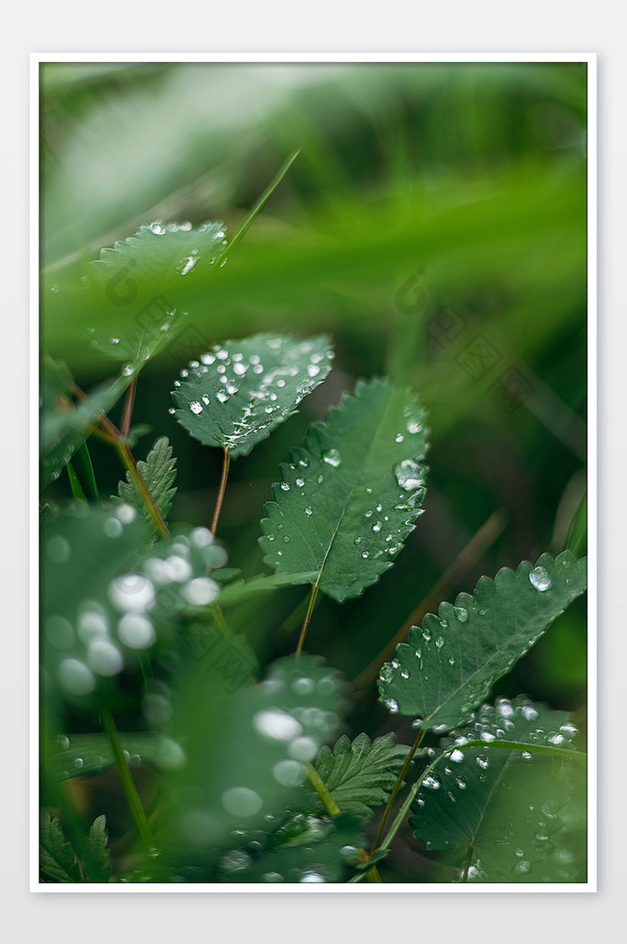 夏季雨后小草野草落上水珠素材