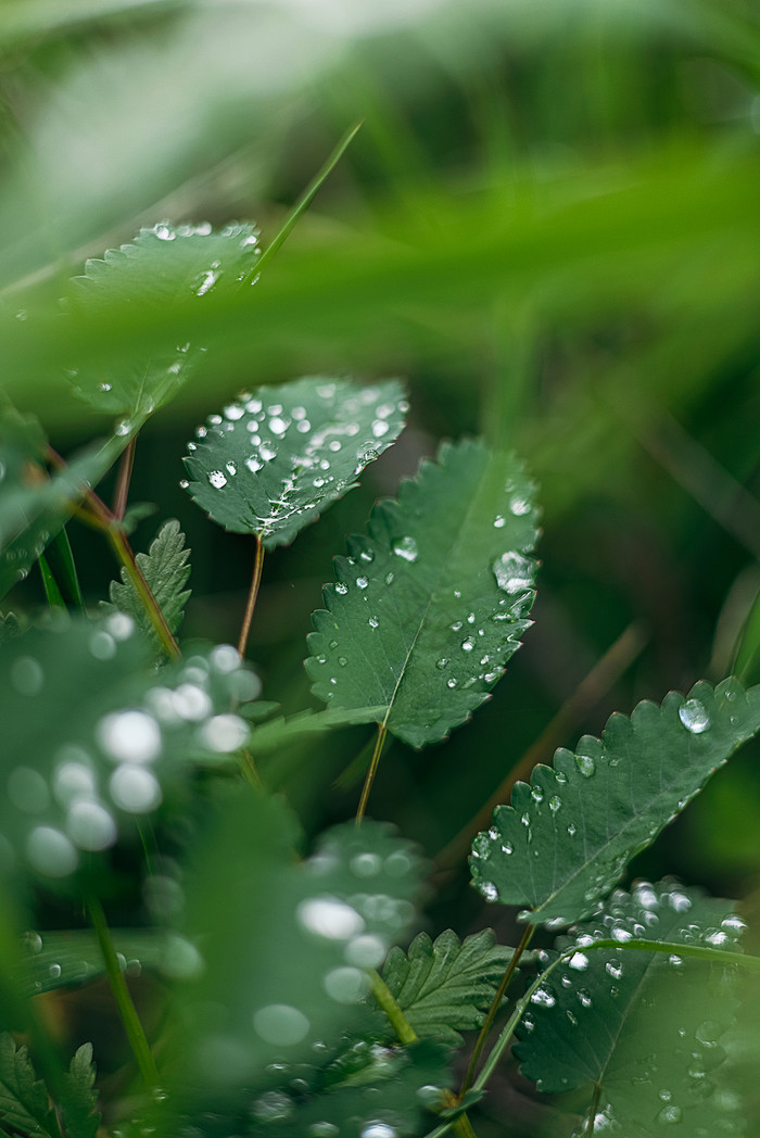 夏季雨后小草野草落上水珠素材图片