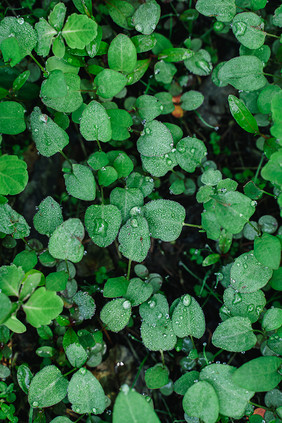 小草绿植夏季雨后水珠素材