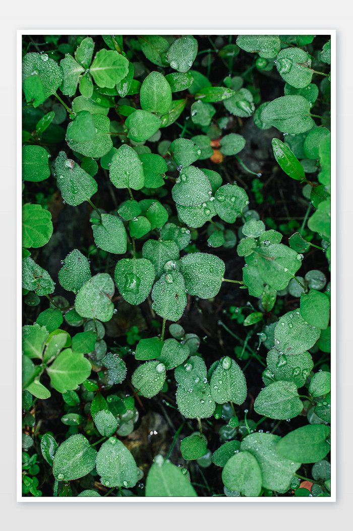 小草绿植夏季雨后水珠素材图片图片