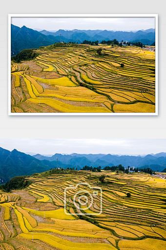 贵州腊利村金色稻田丰收