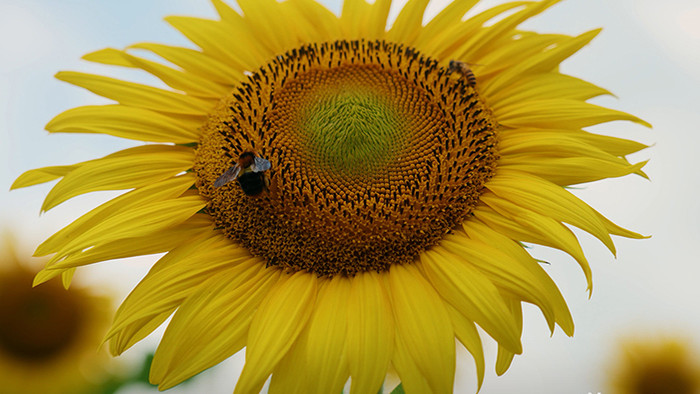 自然清新蜜蜂在向日葵花朵上采蜜昆虫实拍
