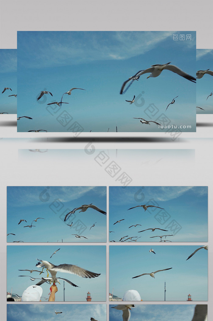 自然简约海鸥海鸟天空飞翔鸟类动物实拍