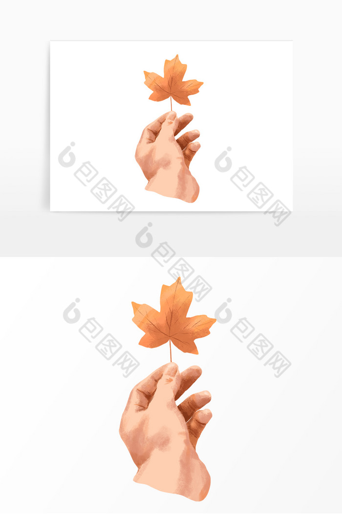 秋分手拿着枫叶图片图片