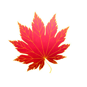 枫叶动图图片