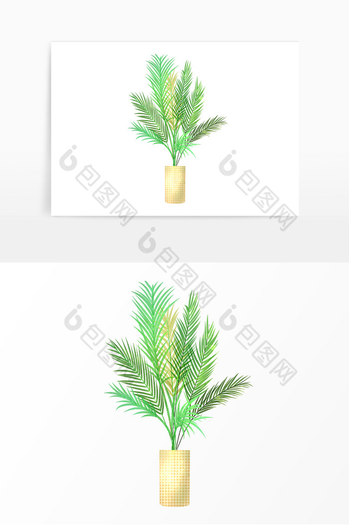 散尾葵植物盆栽图片图片