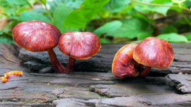 自然植物山里野生蘑菇菌菇4K实拍