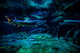 海底世界鱼群礁石