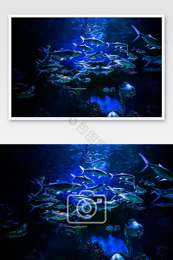 海底世界金枪鱼鱼群图片图片