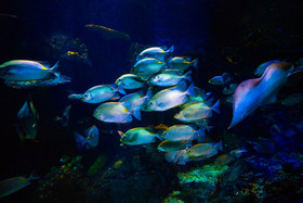 海底世界动物鱼群