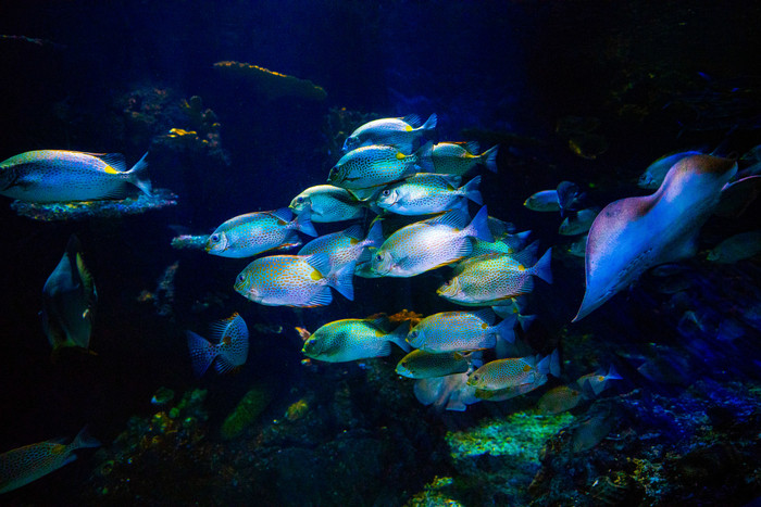 海底世界动物鱼群图片