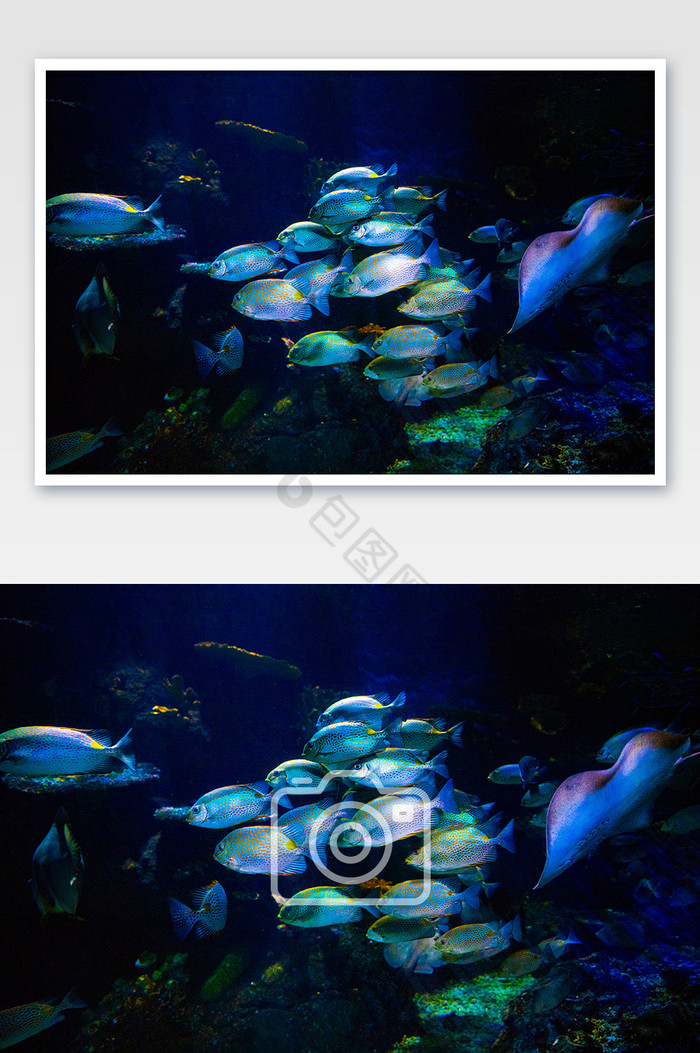 海底世界动物鱼群图片图片
