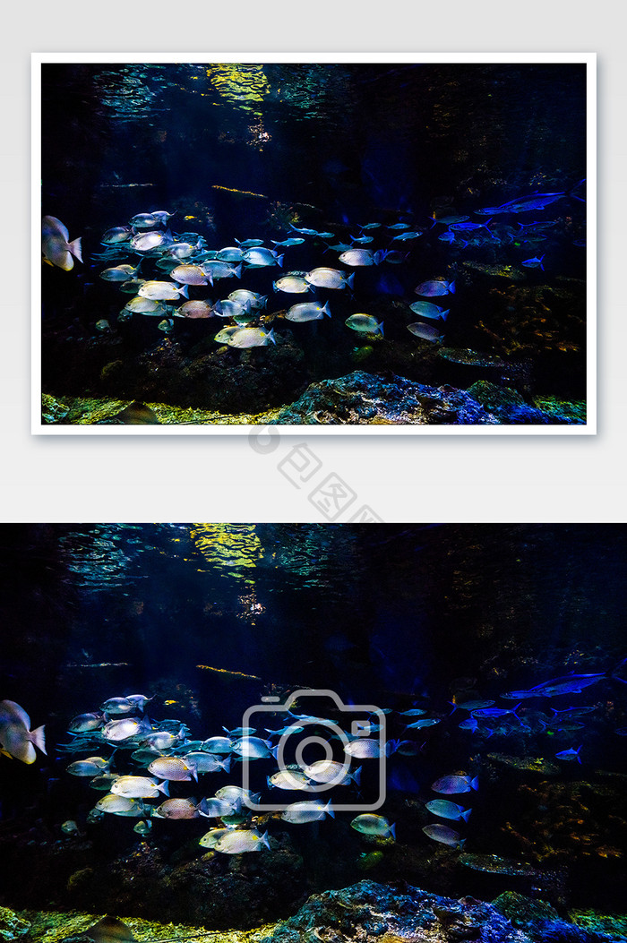 海底世界鱼群摄影图