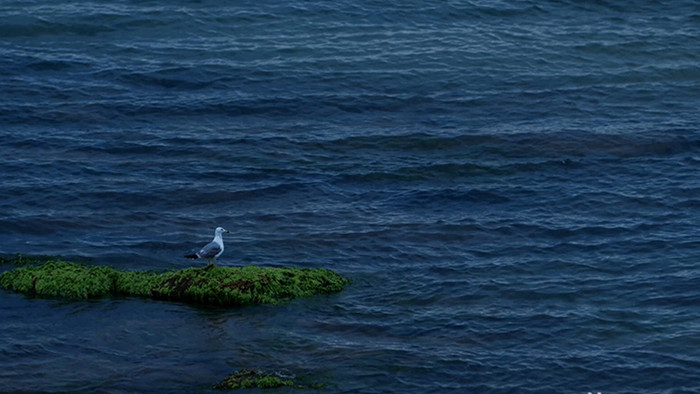 冷色孤独傍晚海边海鸥飞翔实拍视频素材