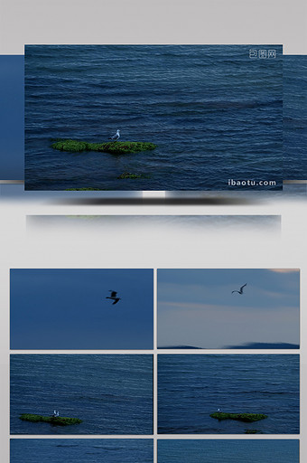 冷色孤独傍晚海边海鸥飞翔实拍视频素材图片