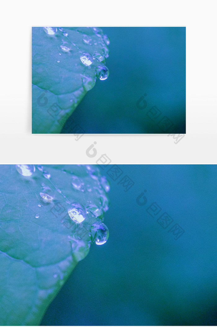 寒露水滴形象图片图片