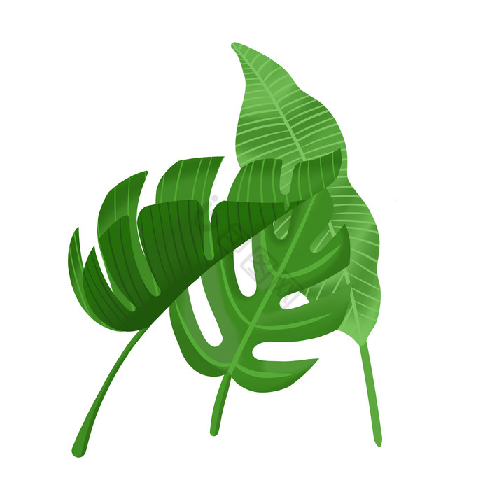 热带植物阔叶仿真图片
