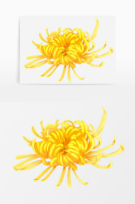 重阳节菊花图片