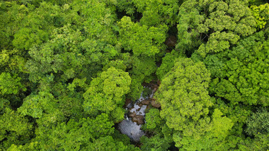 原始森林深处植被河流4K航拍