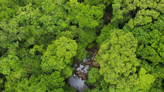 原始森林深处植被河流4K航拍