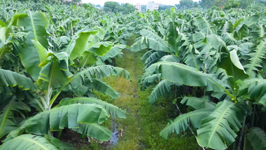 香蕉树芭蕉基地4K航拍