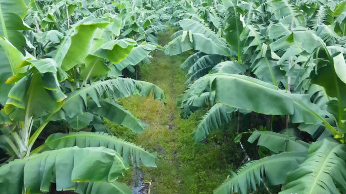 香蕉树芭蕉基地4K航拍