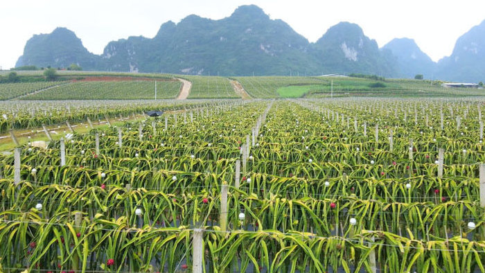 广西农业火龙果种植基地4K航拍
