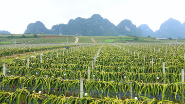 广西农业火龙果种植基地4K航拍