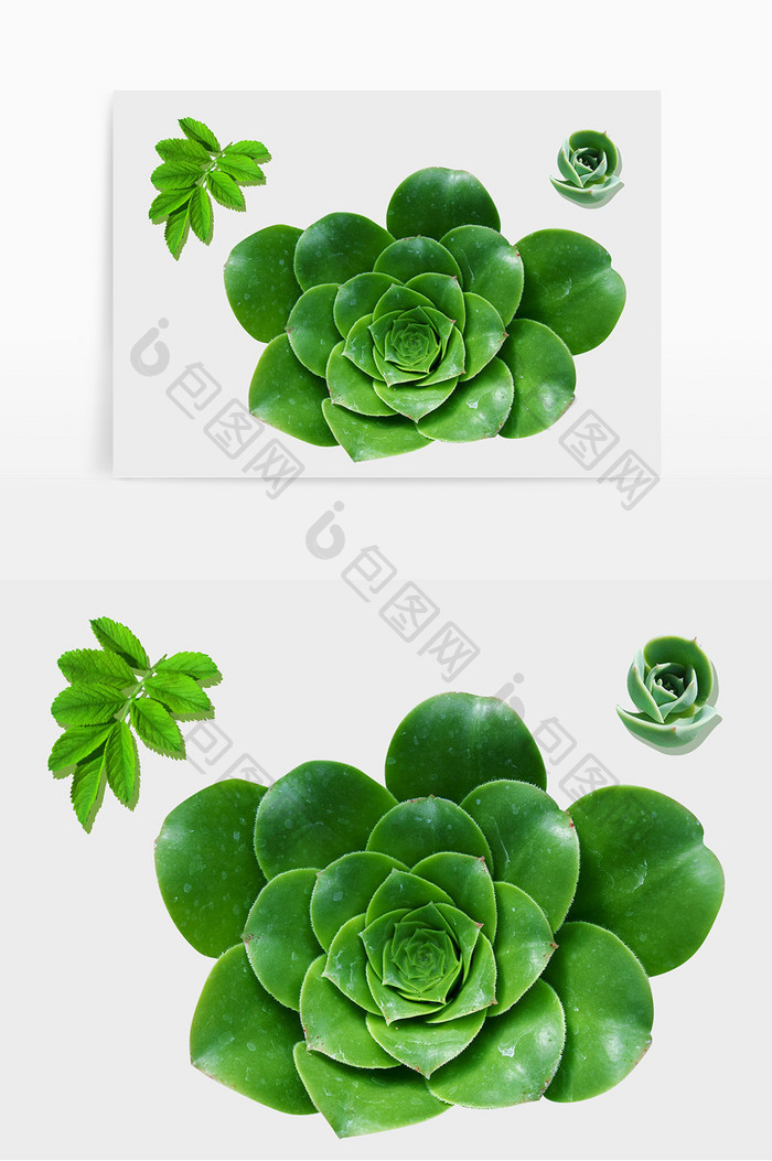 绿色 植物 生机 装饰