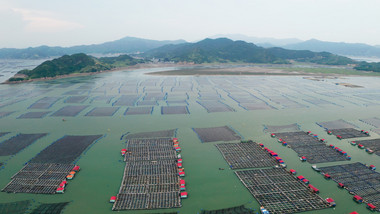 渔业霞浦海滩海带养殖基地航拍