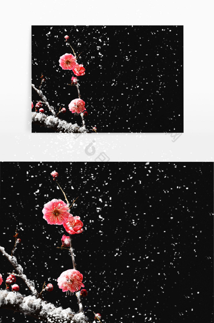 一枝带雪梅花立冬小雪图片图片