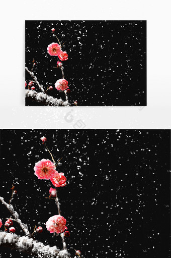 一枝带雪梅花立冬小雪元素图片