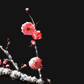 一枝带雪梅花立冬小雪元素